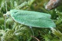 Tortrix viridana