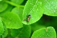 Micropterix aureatella