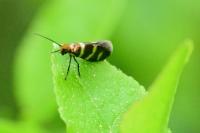 Micropterix aureatella