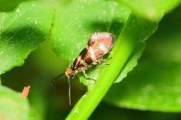 Micropterix aureatella