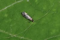 Nematopogon robertella