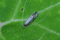 Nematopogon robertella