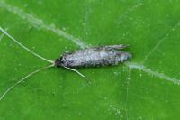 Nematopogon robertella