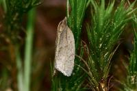 Clepsis senecionana