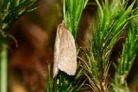 Clepsis senecionana