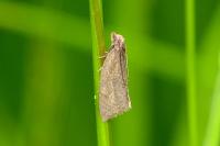 Clepsis senecionana