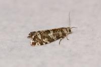 Epinotia tedella