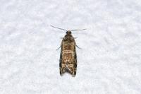 Epinotia tedella