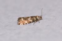Epinotia tedella