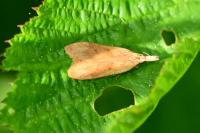 Dichomeris derasella