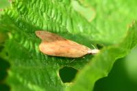 Dichomeris derasella