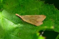 Dichomeris derasella