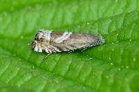 Grapholita jungiella