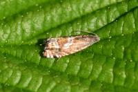 Grapholita jungiella