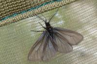 Heterogynis penella