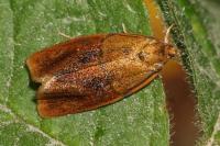 Ptycholoma lecheana