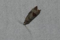 Notocelia uddmanniana
