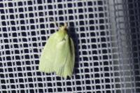 Tortrix viridana