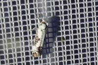 Prays fraxinella