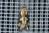 Denisia stipella
