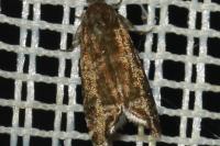 Epinotia tedella