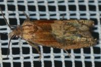 Eucosma gr. cana