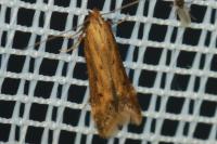 Metzneria