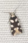 Pseudotelphusa tessella
