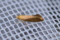 Crassa tinctella