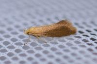 Crassa tinctella