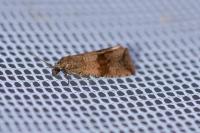 Celypha striana