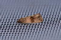 Celypha striana