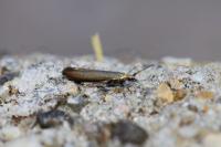 Coleophora