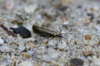 Coleophora