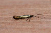 Coleophora
