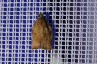 Pandemis heparana