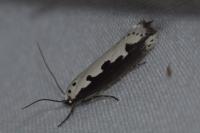 Ethmia bipunctella