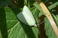 Tortrix viridana