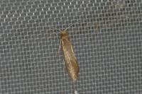 Nematopogon swammerdamella