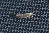 Argyresthia spinosella