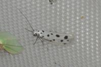 Ethmia dodecea