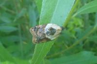 Acleris variegana
