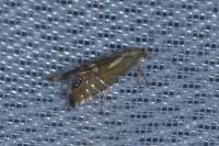 Glyphipterix thrasonella