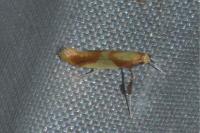 Caloptilia alchimiella