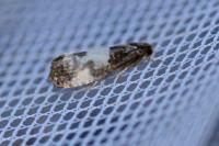 Notocelia cynosbatella