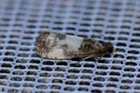 Notocelia cynosbatella