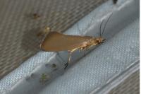 Crassa unitella