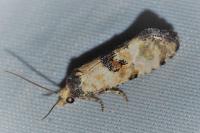 Brevicornutia pallidana