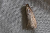 Isotrias stramentana