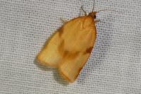 Lozotaenia cupidinana